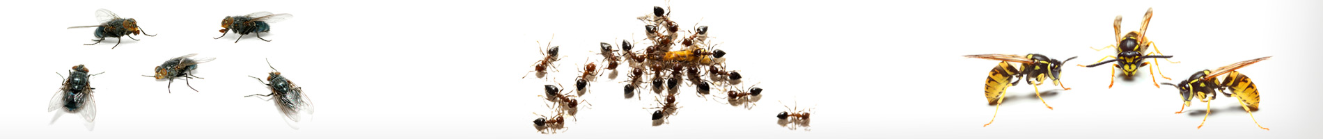 Pest control on flies, ants, bees, wasps, spiders and more